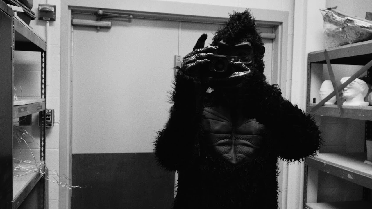Gorilla in the Studio — photograph 06