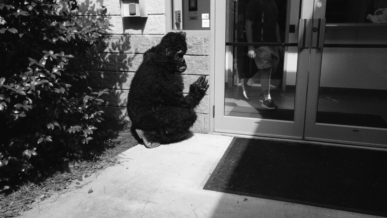 Gorilla in the Studio